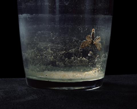 Bugs unknown II, This sense of wonder
<br>© Brigitte Lustenberger