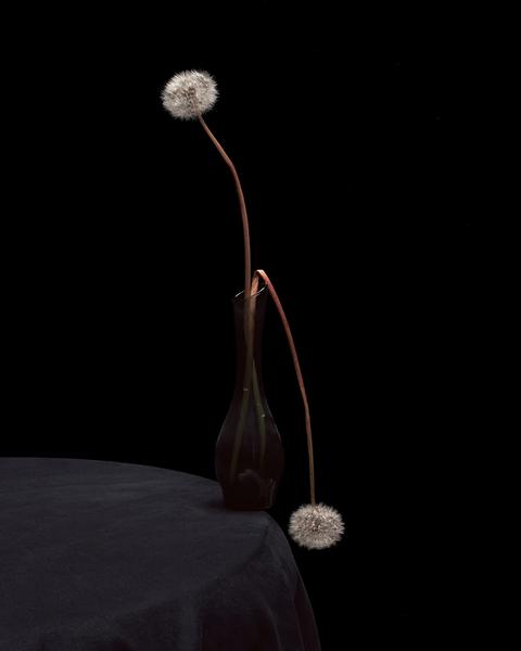 Flowers XXXIII, This sense of wonder
<br>© Brigitte Lustenberger