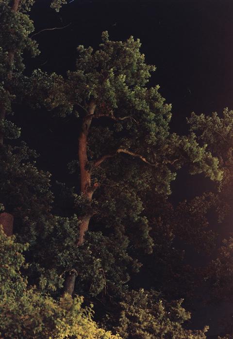 Treescapes III, 2018
<br>© Akosua Viktoria Adu-Sanyah