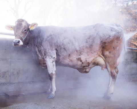 Via Lactea, 
Shining cow
Switzerland 2015
© Alfio Tommasini