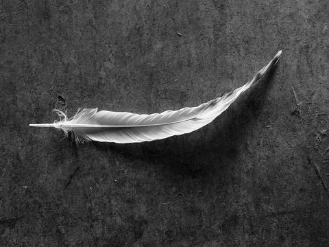 The feather, from the series Crest, 2021 © Stephen Kelly 